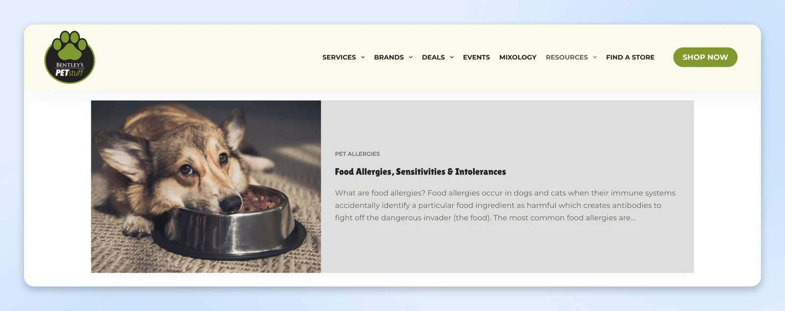 Pet store website page featuring dog eating from metal bowl with article about food allergies and sensitivities in pets